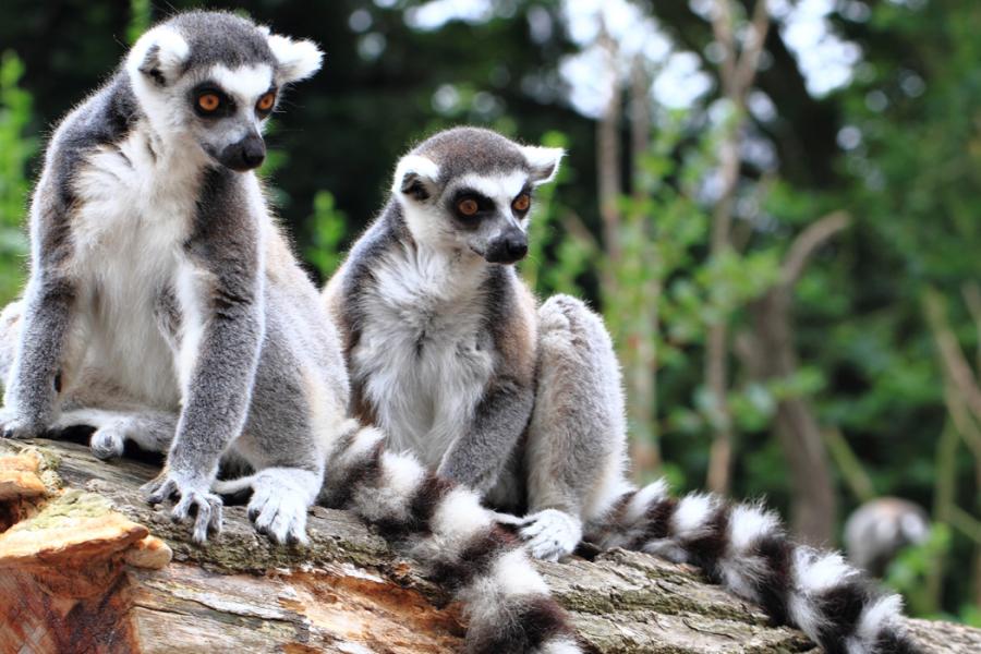 Emirates Havayolları İle Madagaskar Seyşeller ( 8 Gece Otel Konaklamalı ): Emirates Havayolu İle Uçuş İmkanı 
8 Sabah Kahvaltısı Dahil 
Antsirabe 1 Gece Konaklama
Ampefy  1 Gece Konaklama
Antananarivo  3 Gece Konaklama
Seyşeller, Mahé Adası 3 Gece Konaklama
