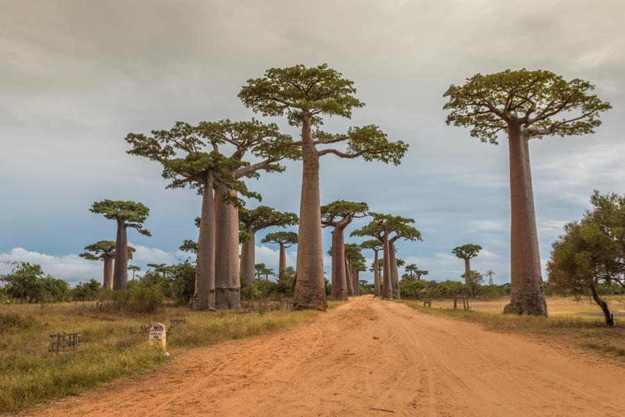 Emirates Havayolları İle Madagaskar Seyşeller ( 8 Gece Otel Konaklamalı ): Emirates Havayolu İle Uçuş İmkanı 
8 Sabah Kahvaltısı Dahil 
Antsirabe 1 Gece Konaklama
Ampefy  1 Gece Konaklama
Antananarivo  3 Gece Konaklama
Seyşeller, Mahé Adası 3 Gece Konaklama
