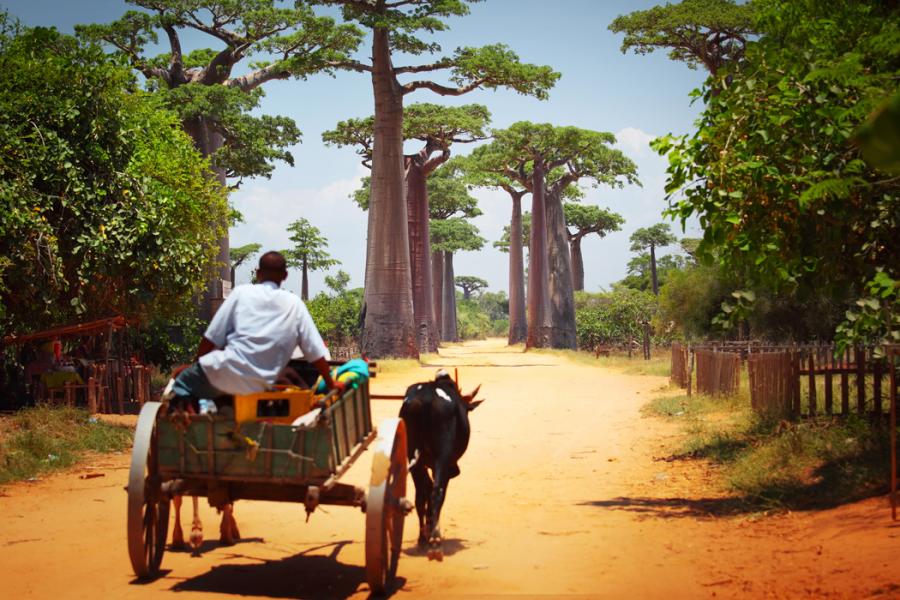 Emirates Havayolları İle Madagaskar Seyşeller ( 8 Gece Otel Konaklamalı ): Emirates Havayolu İle Uçuş İmkanı 
8 Sabah Kahvaltısı Dahil 
Antsirabe 1 Gece Konaklama
Ampefy  1 Gece Konaklama
Antananarivo  3 Gece Konaklama
Seyşeller, Mahé Adası 3 Gece Konaklama
