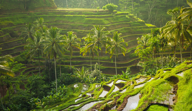 Rüya Ada Bali - Ubud Turu 6 Gece Qatar Havayolları İle Sömestre Özel