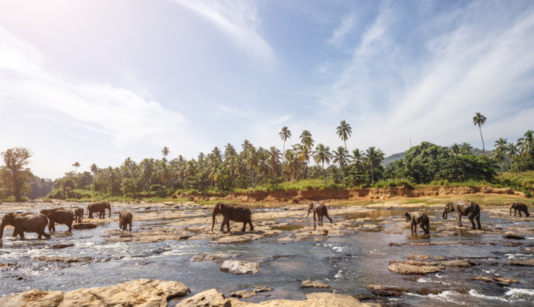 Sri Lanka Turu Türk Havayolları İle 8 Gün