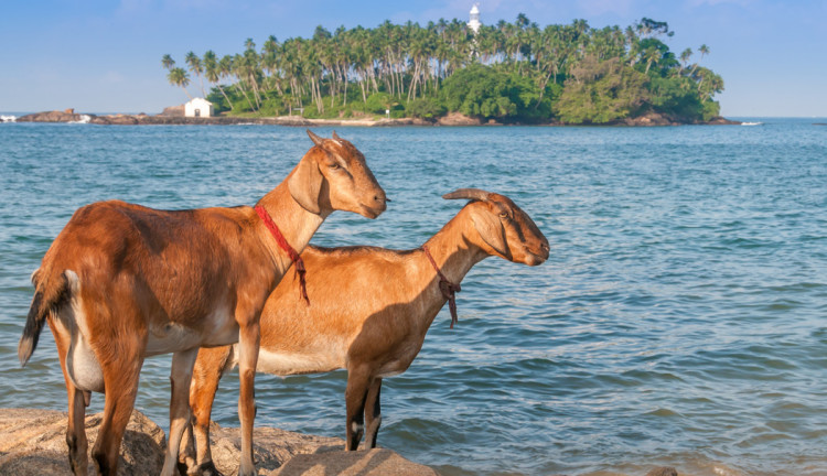 Sri Lanka Turu Türk Havayolları İle 8 Gün