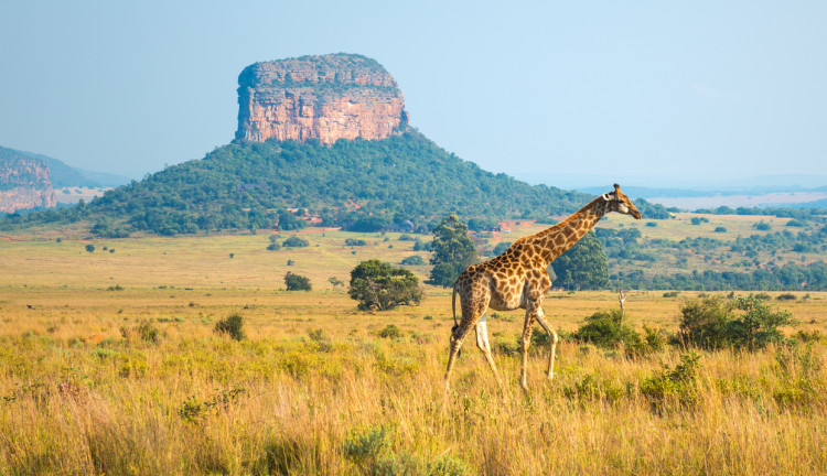 Gold Afrika Keşfi “Güney Afrika, Zimbabve, Botsvana” THY ile 7 gece (CPT-JNB) Cape Town (3) – Victoria Falls (3) – Chobe Ulusal Parkı – Johannesburg (1)