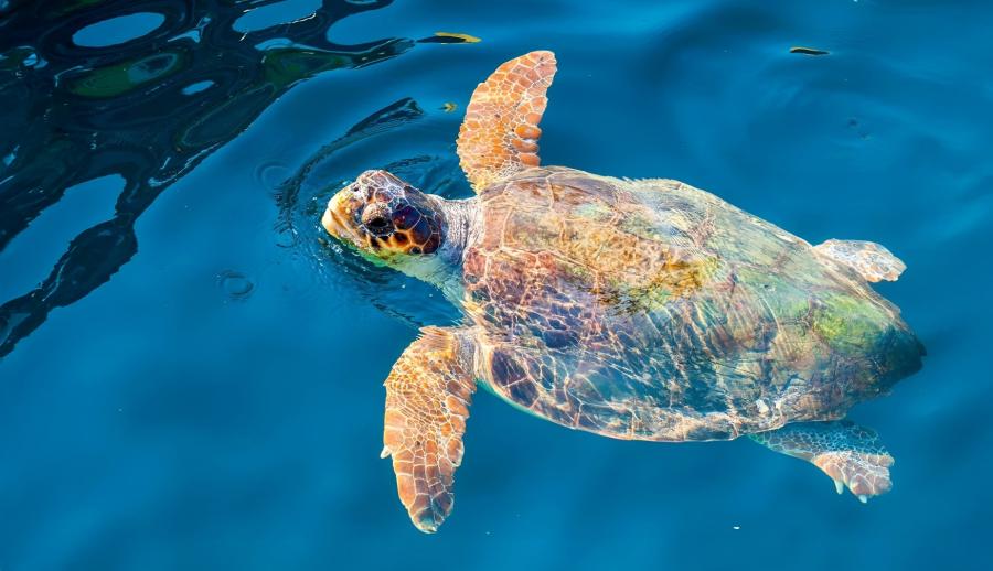 Antalya Kaş Likya Fethiye Ölüdeniz Dalyan Akyaka Azmak Çayı Deniz Turu (3 Gece Otel Konaklamalı): Antalya'da Köprülü Kalyonda Rafting, Kekova'da Tekne Turu, Fethiye'de Yamaç Paraşütü, 12 Adalar Tekne Turu, Jeep Safari, Ölüdeniz, Belcekız Plajı