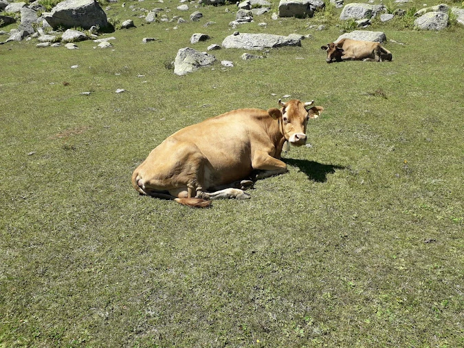Kaçkar Dağı Zirve Tırmanışı (Yayla Evleri-Dadala Pansiyon konaklamalı)