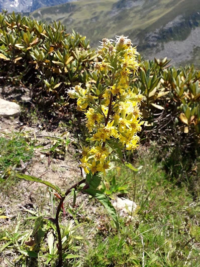 Kaçkar Dağı Zirve Tırmanışı (Yayla Evleri-Dadala Pansiyon konaklamalı)