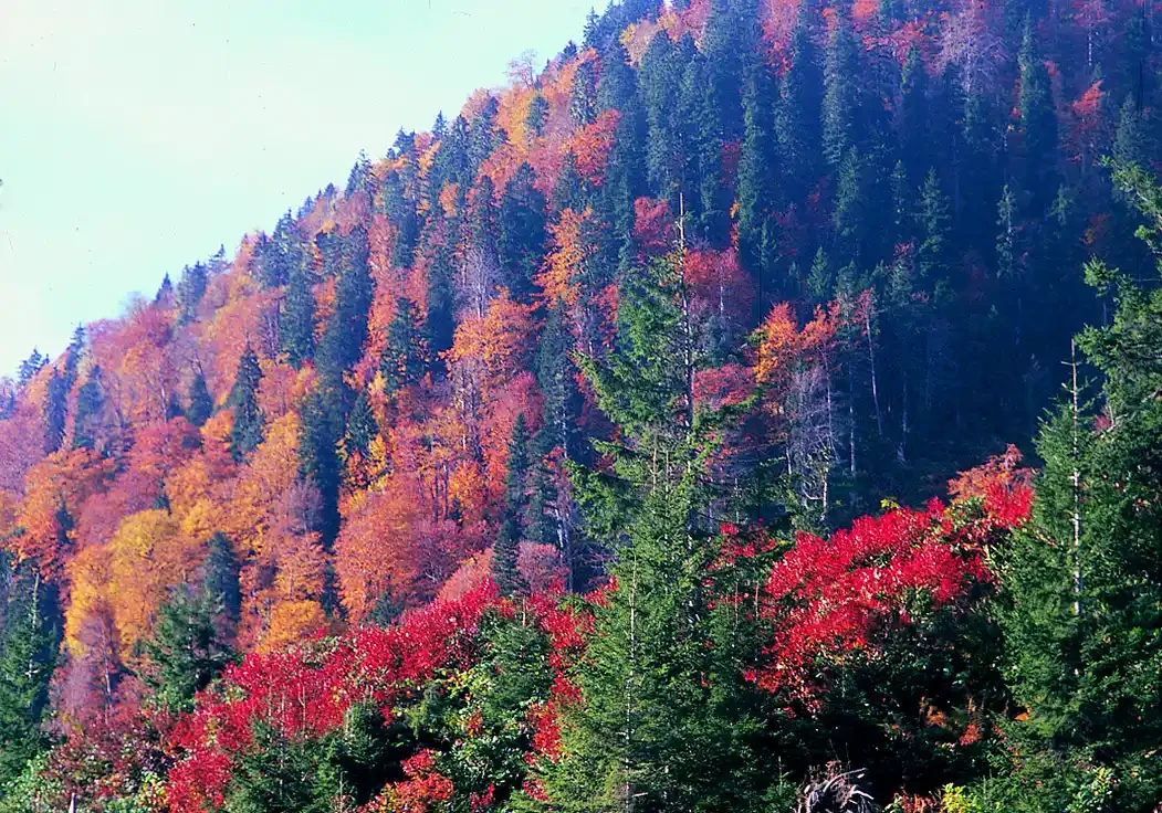 Kaçkar VİP Safari ve Trekking Kampı