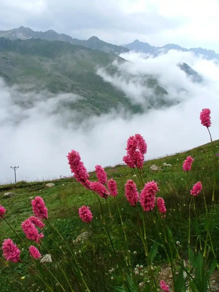 Kaçkar VİP Safari ve Trekking Kampı