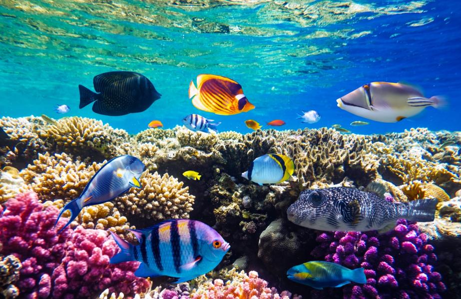 İstanbul Hareketli Thy İle Sharm El Sheikh Turu 5 gece (287)