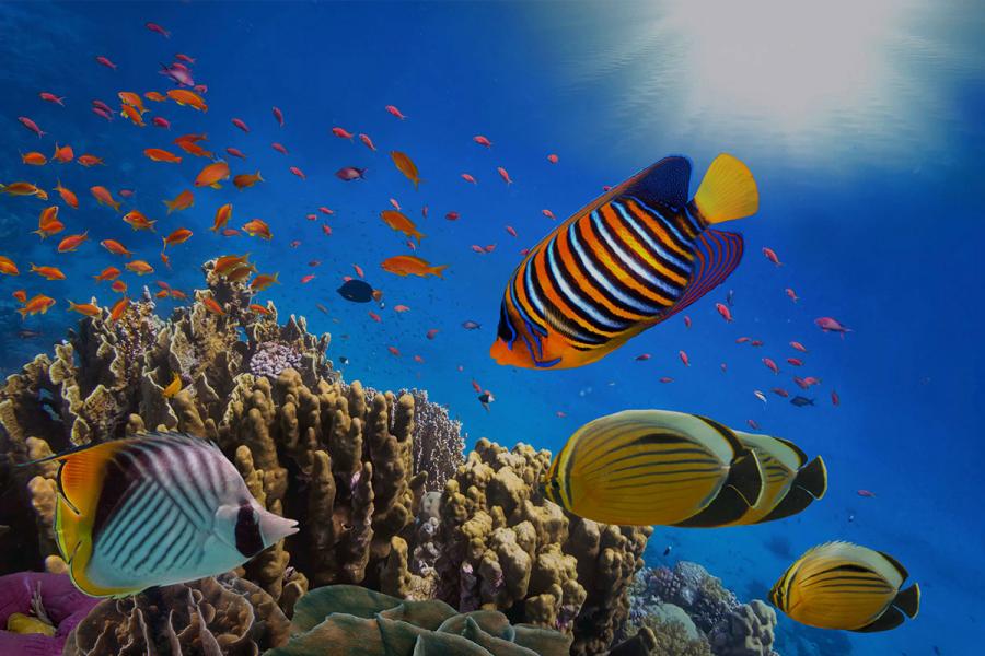 ADANA’DAN SHARM EL SHEIKH TURU Air Cairo Havayolları Özel Seferi ile 3 gece