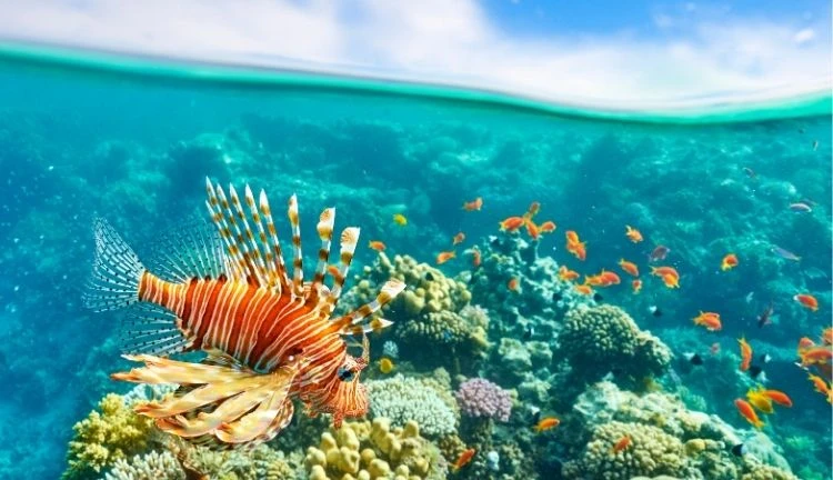 Balayı Özel Sharm El Sheikh Turu - Ajet ile 4 Gece
