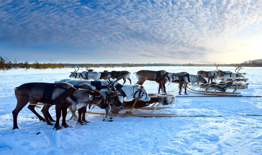 Lapland Kuzey Işıkları Turu - 4 Gece (Santa Claus Express, Buzkıran Gemisi, Kutup Safarileri Dahil)