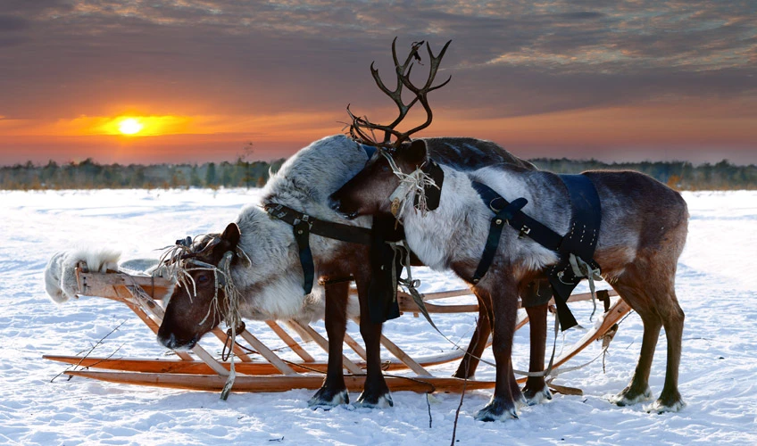Lapland Kuzey Işıkları Turu - 4 Gece (Santa Claus Express, Buzkıran Gemisi, Kutup Safarileri Dahil)