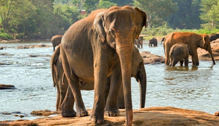 Sri Lanka Turu - Türk Havayolları ile 6 Gece