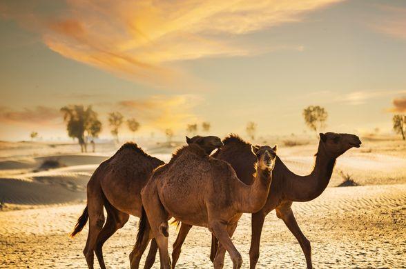 Dubai Megastar Tarkan Konseri - Air Arabia ile 3 Gece (Sahne Önü)