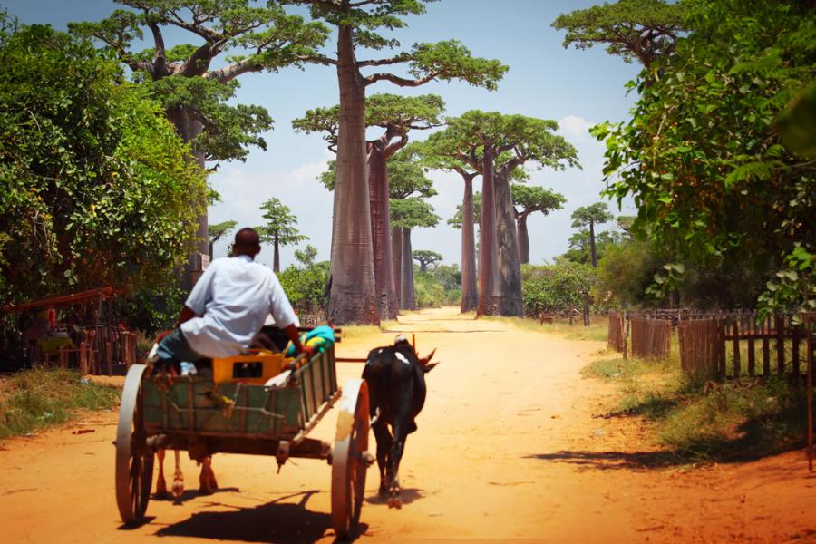 Madagaskar & Mauritius Turu Emirates Havayolları İle 10 Gece 12 Gün 2026 EJ001