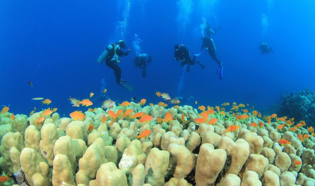 Baştanbaşa Mısır Turları Hurgada, Kahire ve Sharm AJet İle 7 Gece 8 Gün