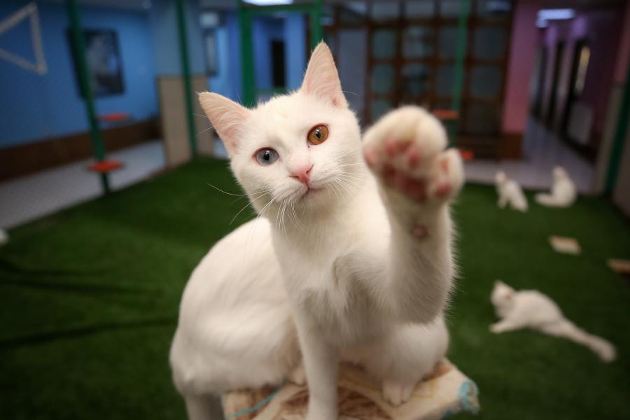 Uçaklı Doğu Ekspresi Van, Kars ve Erzurum Turu 3 Gece Konaklamalı