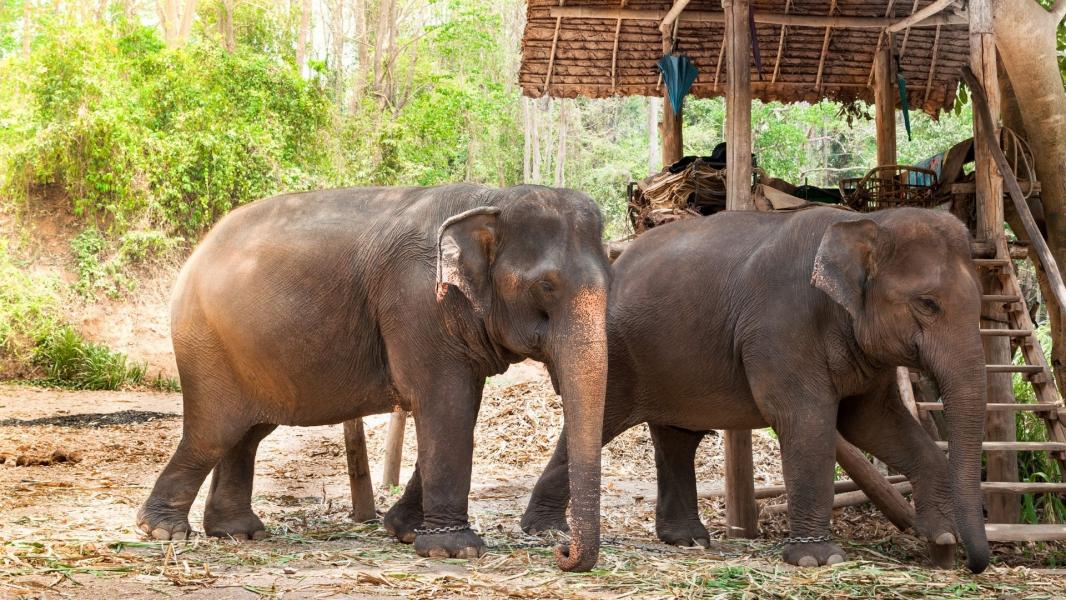 Phuket, Pattaya ve Bangkok Turu 7 Gece Saudi Havayolları İle 10 Şubat