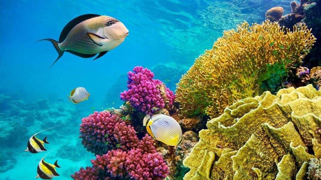 Sharm El Sheikh Turu Sömestre Özel Türk Hava Yolları İle 5 Gece 6 Gün