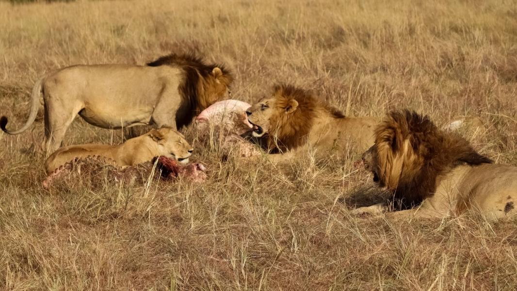 Kenya Turu Mombasa & Safari Turu Türk Hava Yolları İle 7 Gece 9 Gün