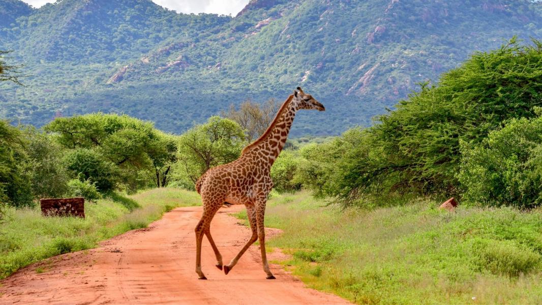 Kenya Turu Mombasa & Safari Turu Türk Hava Yolları İle 7 Gece 9 Gün