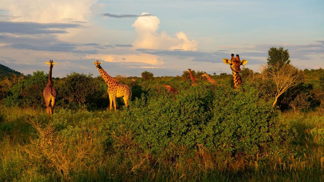 Kenya Turu Mombasa & Safari Turu Türk Hava Yolları İle 7 Gece 9 Gün