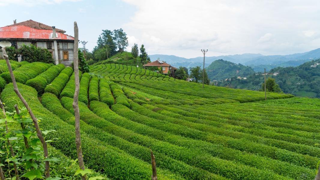 İstanbul Çıkışlı Karadeniz’den Kafkaslara Trabzon, Rize, Batum, Tiflis, Kars ve Erzurum Turu 5 Gece Konaklamalı