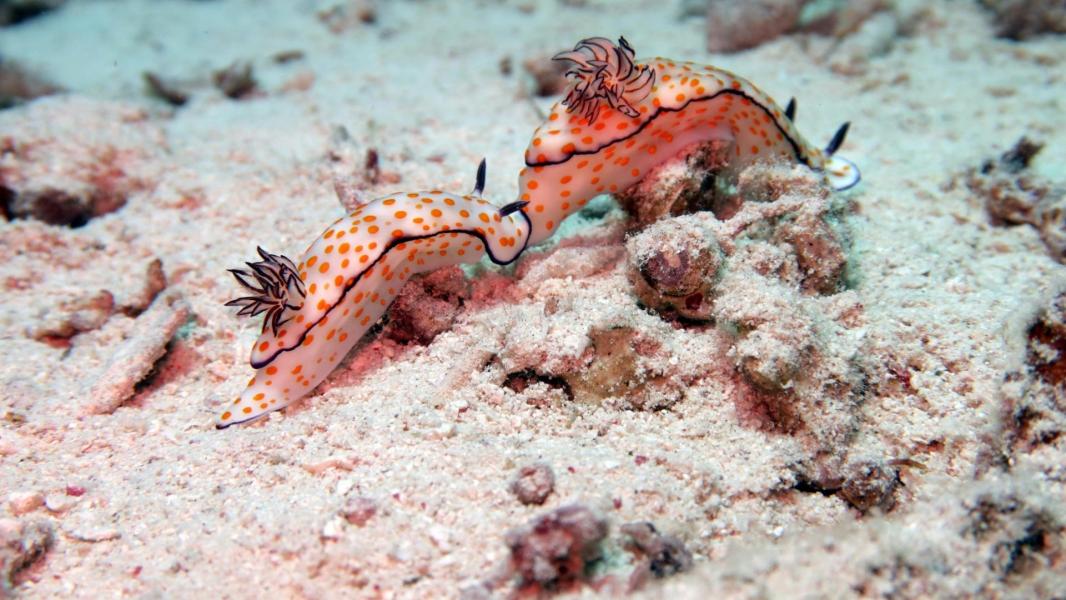 Baştanbaşa Mısır Turu Sömestre Özel Hurgada, Kahire, Sharm AJet İle 8 Gece 9 Gün (25 Ocak - 02 Şubat)