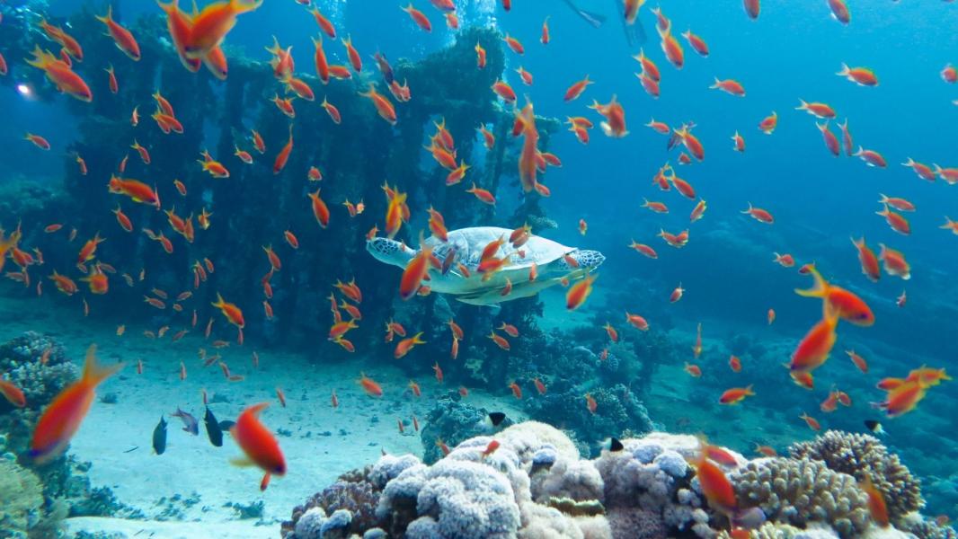 Baştanbaşa Mısır Turu Sömestre Özel Hurgada, Kahire, Sharm AJet İle 8 Gece 9 Gün (25 Ocak - 02 Şubat)