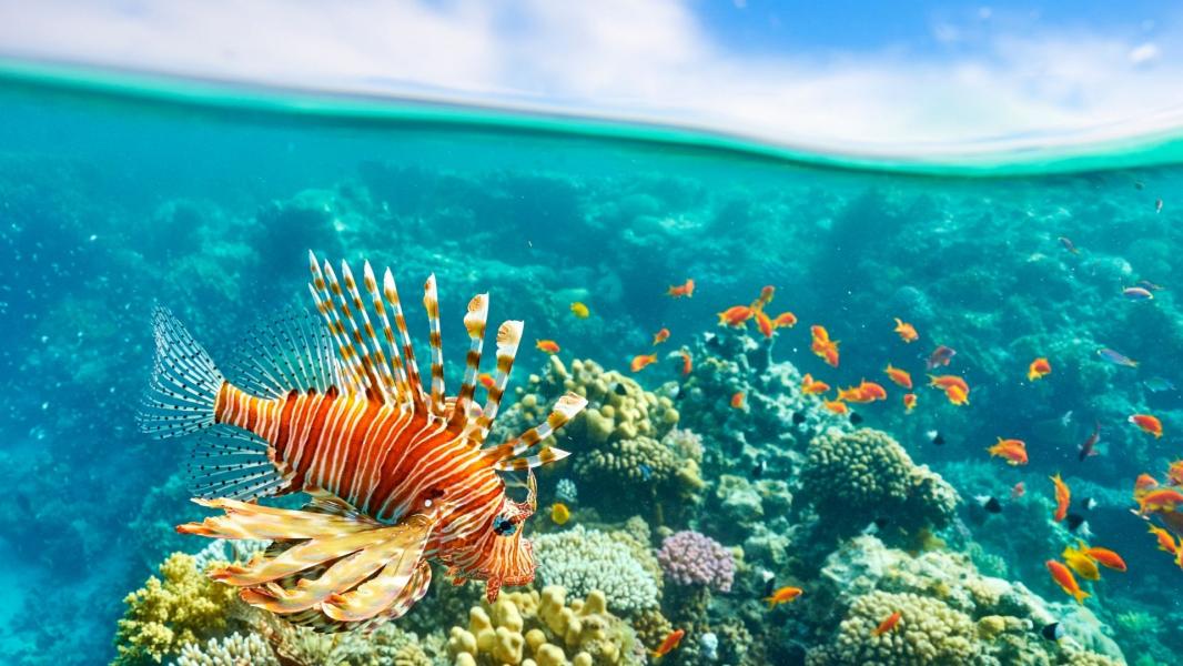 Sharm El Sheikh Turu Kurban Bayramı Özel Türk Hava Yolları İle 5 Gece 6 Gün (25-30 Mayıs)