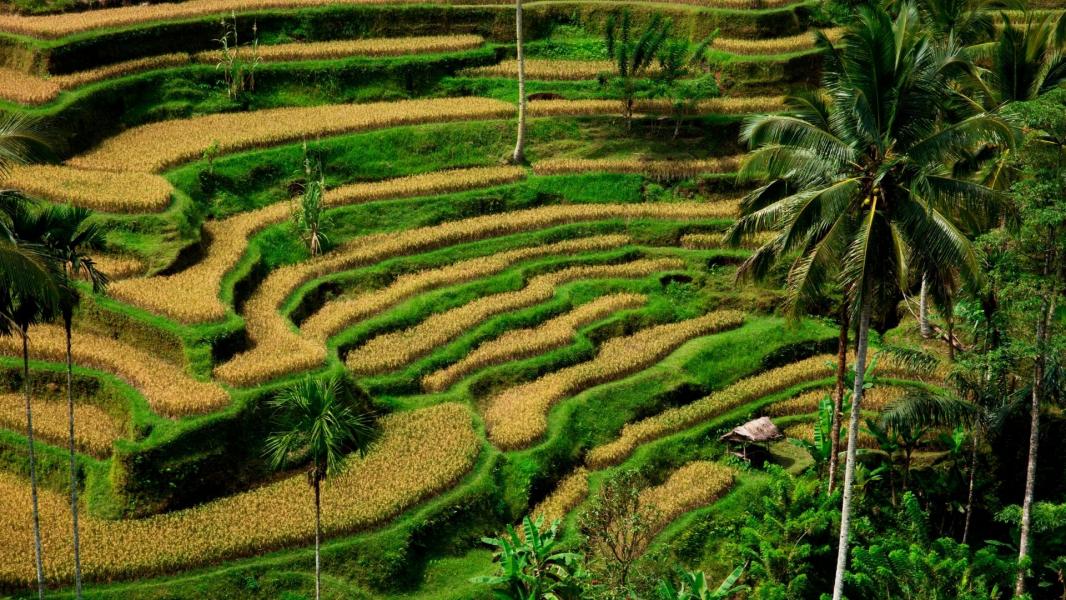 Elegant Bali Turu Ekstra Turlar Dahil Türk Hava Yolları İle 5 Gece Konaklama (DPS-DPS)