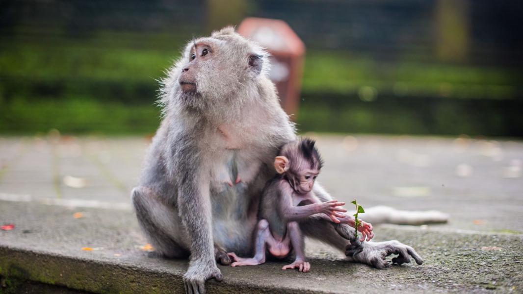 Görkemli Tropikal Ada Bali Turu Singapur Hava Yolları İle 5 Gece 8 Gün (2026)