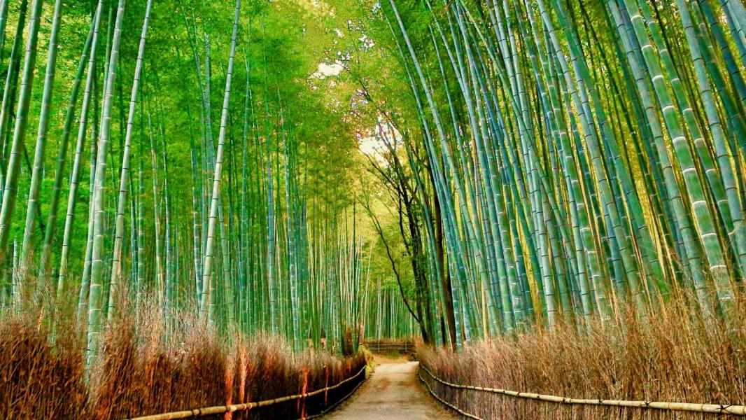 Japonya Kore Turu Türk Hava Yolları NRT İle 12 Gün 