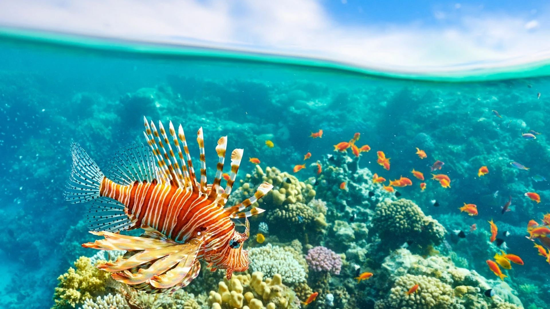 Royal Sharm El Sheıkh Turu AJet Hava Yolları İle 3 Gece 5 Gün SAW-SSH