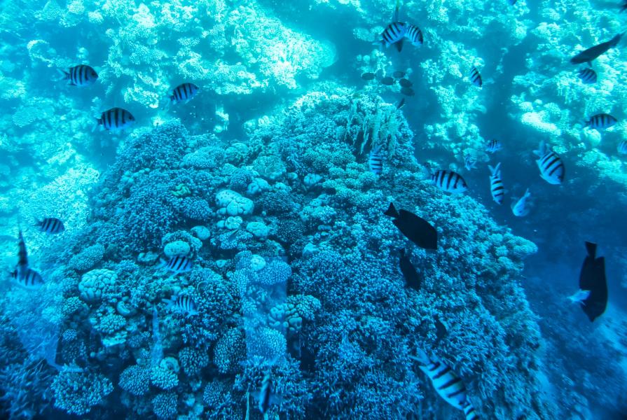 Sharm El Sheikh Turu | Ajet Havayolları ile 4 Gece Konaklamalı 