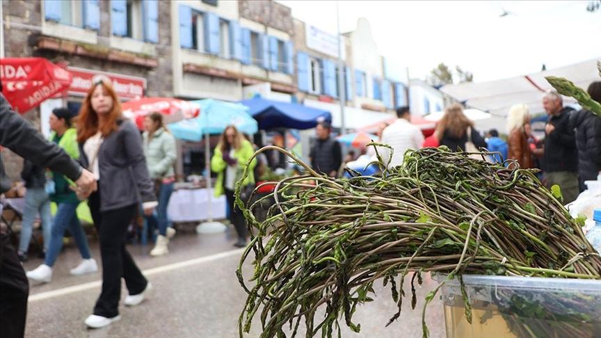 BODRUM ACI OT FESTİVALİ TURU | İZMİR ÇIKIŞLI