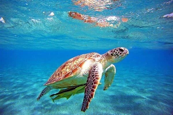 GÜNÜBİRLİK FETHİYE-SAKLIKENT KANYONU-ÖLÜDENİZ TURU | GÜNÜBİRLİK