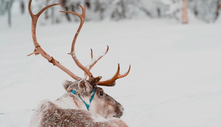 Lapland Fırsat Turu 4 Gece 5 Gün