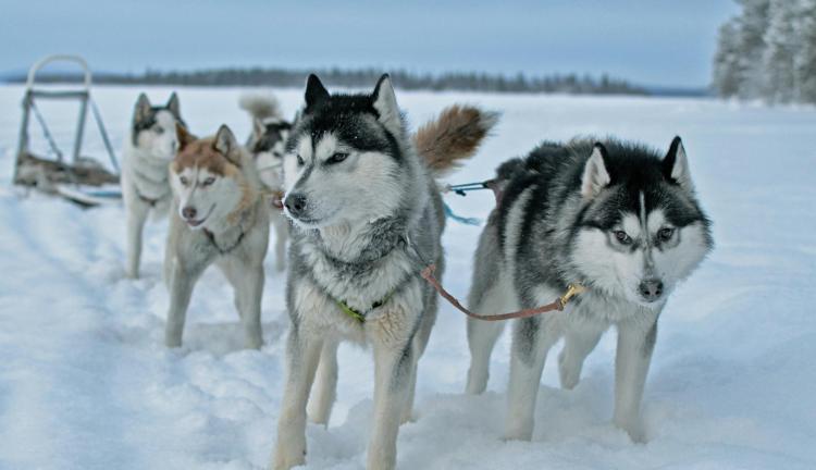 Lapland Turu / Kışın En Masalsı Fırsatı