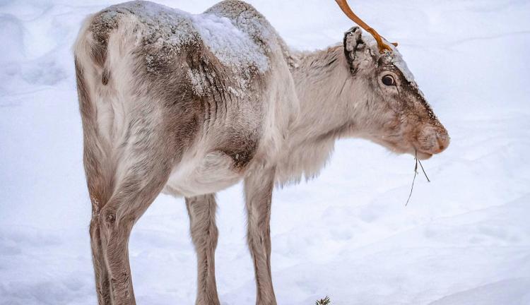 Lapland Turu / Kışın En Masalsı Fırsatı