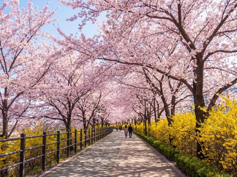 SAKURA ZAMANINDA BÜYÜK JAPONYA & KORE TURU