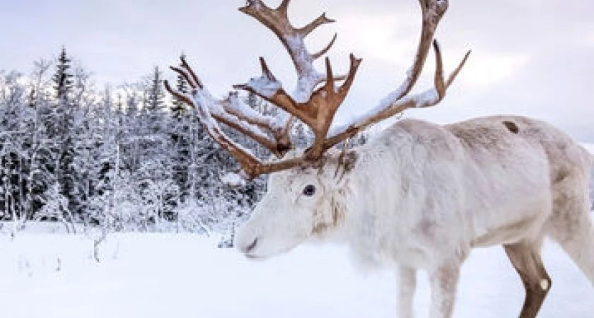 İzmir Çıkışlı Sömestr Özel Kuzey Işıklarının İzinde Lapland Turu