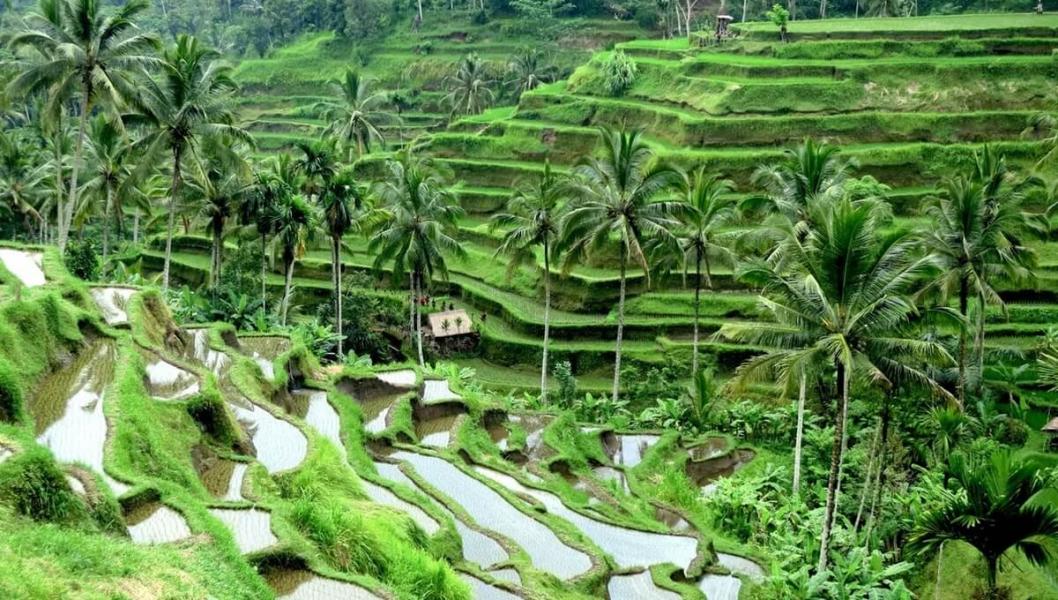 ELEGANT BALİ TURU