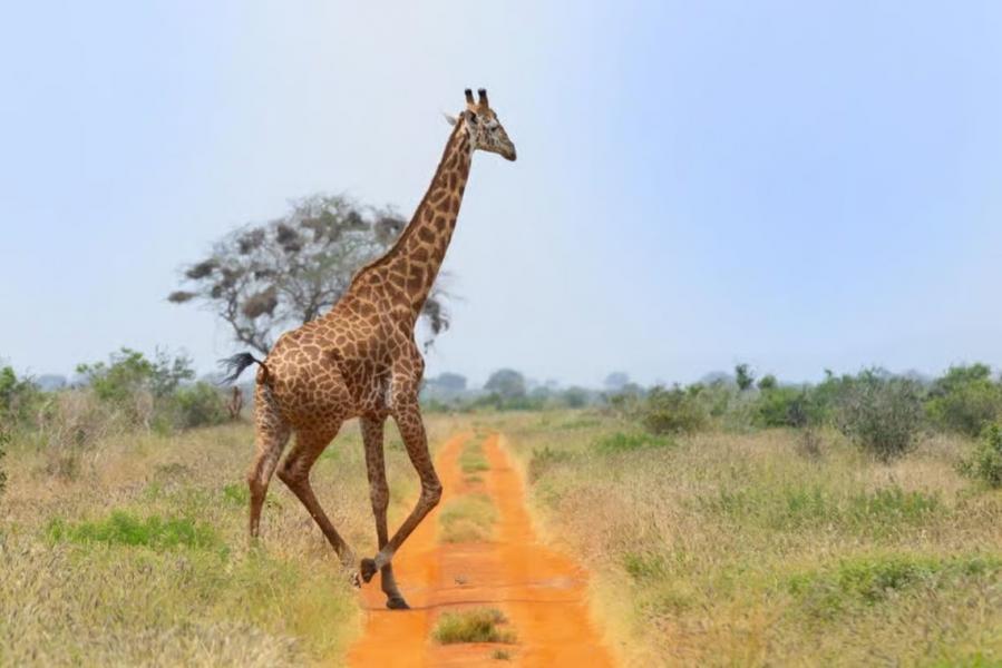 MOMBASA SAFARİ TURU - KENYA