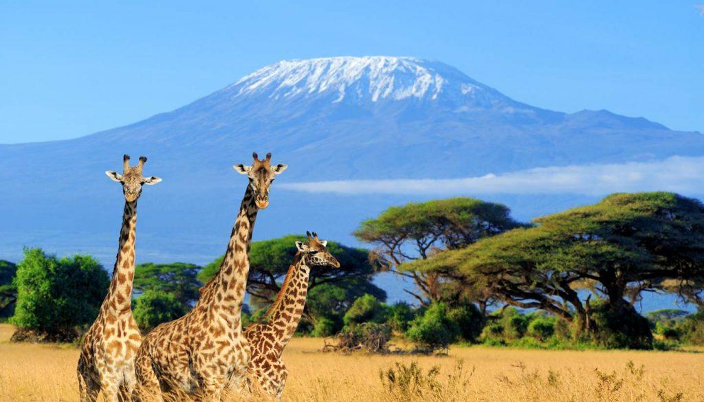MOMBASA SAFARİ TURU - KENYA