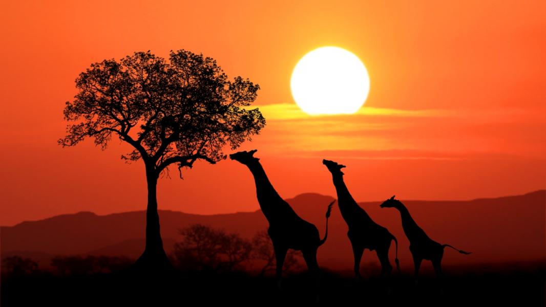 Elegant Kenya & Tanzanya Büyük Göç Turu