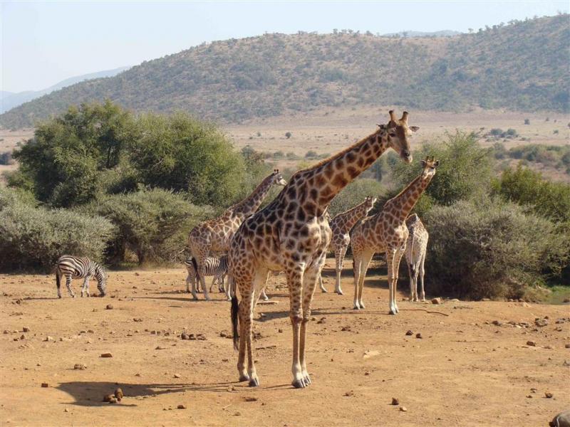 Görkemli Güney Afrika ve Safari Turu