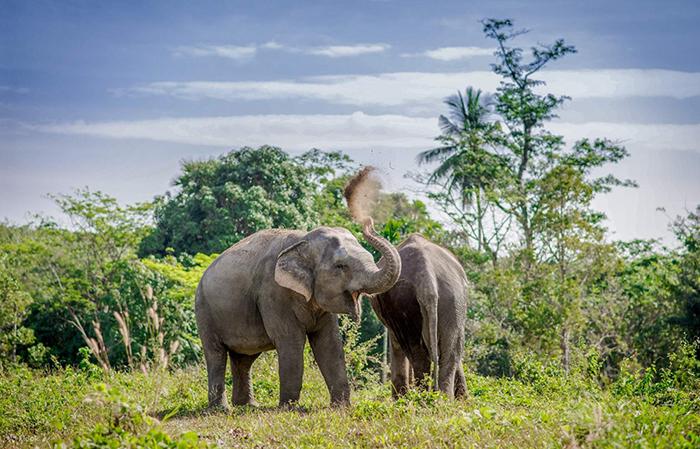Singapur Hava Yolları ile Phuket Turu 