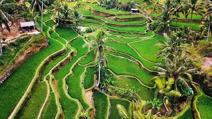 Elegant Bali Turu Emirates Hava Yolları İle